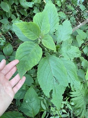 Plectranthus ecklonii