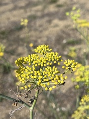 Foeniculum