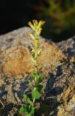 Hazardia squarrosa grindelioides