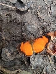 Tegosa anieta