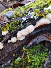 Merulius tremellosus