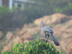 Corythaixoides concolor