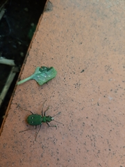 Cicindela campestris