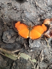 Tegosa anieta