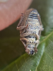 Strophosoma melanogrammum
