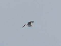 Ardea cinerea