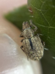 Strophosoma melanogrammum