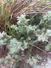 Indigofera glomerata