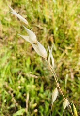 Avena fatua