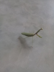 Parastagmatoptera unipunctata