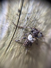 Pogonocherus hispidulus