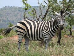 Equus quagga chapmani