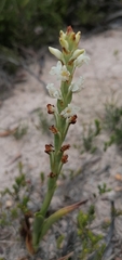 Satyrium stenopetalum
