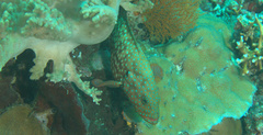 Cephalopholis cyanostigma