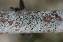 Arthonia radiata