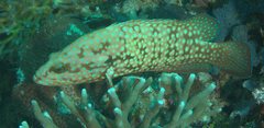 Cephalopholis cyanostigma