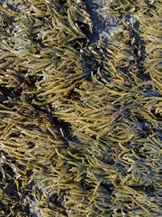 Fucus distichus