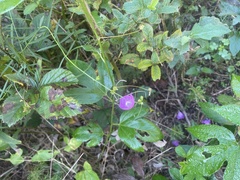 Centrosema virginianum