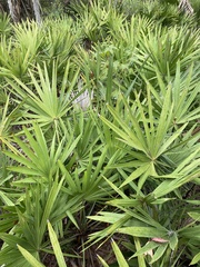 Serenoa repens