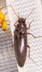 Synchroa punctata