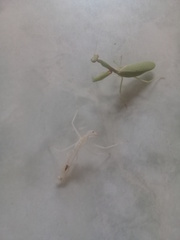 Parastagmatoptera unipunctata