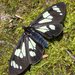 Wild Forget-me-not Moth - Photo (c) Belinda Lo, some rights reserved (CC BY-NC-SA), uploaded by Belinda Lo