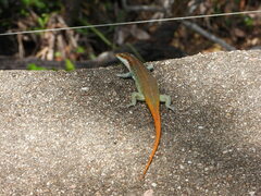 Trachylepis margaritifera