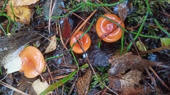 Lactarius aurantiacus