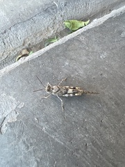 Trimerotropis pallidipennis