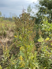 Spiraea alba