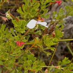 Pelargonium ternatum