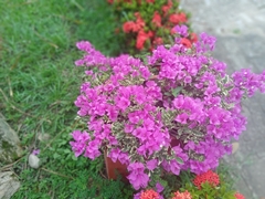 Bougainvillea glabra