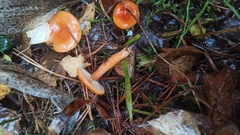 Lactarius aurantiacus