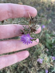 Centaurea calcitrapa