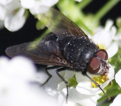 Calliphora vomitoria
