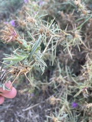 Centaurea calcitrapa
