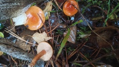 Lactarius aurantiacus