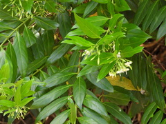Kraussia floribunda