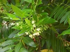 Kraussia floribunda