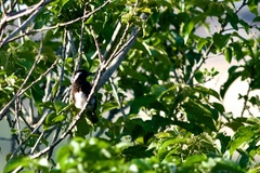 Stactolaema leucotis