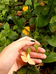 Thunbergia gregorii