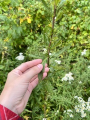 Spiraea alba