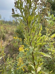 Spiraea alba