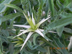 Centaurea calcitrapa