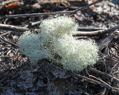 Cladonia evansii