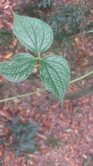 Dioscorea dregeana