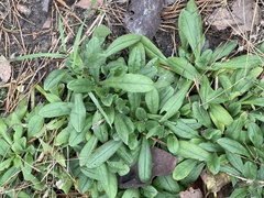 Myosotis arvensis