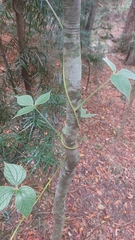 Dioscorea dregeana