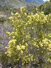 Passerina rigida