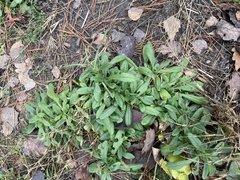 Myosotis arvensis